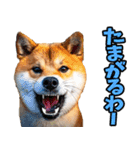 大分弁☆柴犬（個別スタンプ：3）