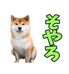大分弁☆柴犬（個別スタンプ：4）