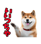 大分弁☆柴犬（個別スタンプ：6）