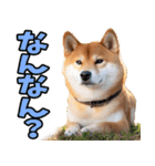大分弁☆柴犬（個別スタンプ：7）