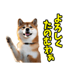 大分弁☆柴犬（個別スタンプ：8）