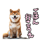 大分弁☆柴犬（個別スタンプ：10）