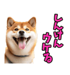 大分弁☆柴犬（個別スタンプ：11）