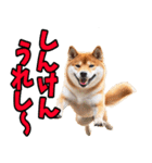 大分弁☆柴犬（個別スタンプ：12）