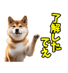 大分弁☆柴犬（個別スタンプ：13）