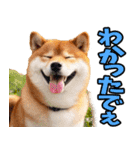大分弁☆柴犬（個別スタンプ：14）
