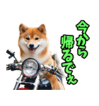 大分弁☆柴犬（個別スタンプ：16）