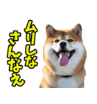 大分弁☆柴犬（個別スタンプ：19）