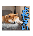 大分弁☆柴犬（個別スタンプ：20）