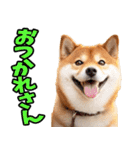 大分弁☆柴犬（個別スタンプ：21）