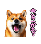 大分弁☆柴犬（個別スタンプ：22）