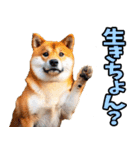 大分弁☆柴犬（個別スタンプ：23）