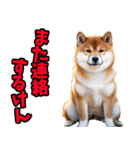 大分弁☆柴犬（個別スタンプ：24）