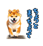 大分弁☆柴犬（個別スタンプ：26）