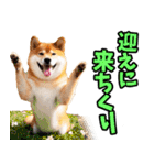 大分弁☆柴犬（個別スタンプ：27）