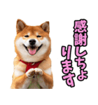大分弁☆柴犬（個別スタンプ：28）