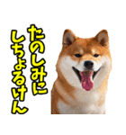 大分弁☆柴犬（個別スタンプ：30）