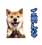 大分弁☆柴犬（個別スタンプ：31）