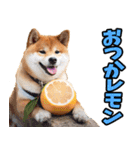 大分弁☆柴犬（個別スタンプ：34）