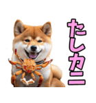 大分弁☆柴犬（個別スタンプ：35）