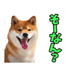 大分弁☆柴犬（個別スタンプ：37）