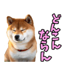 大分弁☆柴犬（個別スタンプ：38）