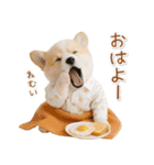 ネガティブな癒しコーギー（個別スタンプ：1）