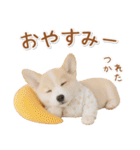 ネガティブな癒しコーギー（個別スタンプ：2）