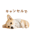 ネガティブな癒しコーギー（個別スタンプ：3）