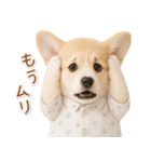 ネガティブな癒しコーギー（個別スタンプ：7）