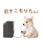 ネガティブな癒しコーギー（個別スタンプ：9）