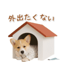ネガティブな癒しコーギー（個別スタンプ：11）