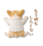 ネガティブな癒しコーギー（個別スタンプ：12）