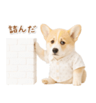 ネガティブな癒しコーギー（個別スタンプ：14）