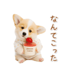 ネガティブな癒しコーギー（個別スタンプ：15）