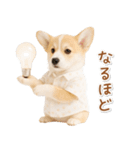 ネガティブな癒しコーギー（個別スタンプ：17）
