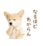 ネガティブな癒しコーギー（個別スタンプ：19）