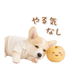 ネガティブな癒しコーギー（個別スタンプ：21）