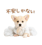 ネガティブな癒しコーギー（個別スタンプ：24）