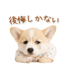 ネガティブな癒しコーギー（個別スタンプ：27）