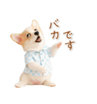 ネガティブな癒しコーギー（個別スタンプ：29）