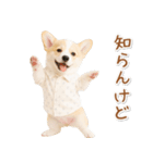 ネガティブな癒しコーギー（個別スタンプ：34）