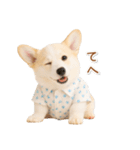 ネガティブな癒しコーギー（個別スタンプ：36）