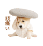 ネガティブな癒しコーギー（個別スタンプ：38）