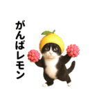 ハチワレ猫のダジャレ地獄（個別スタンプ：18）