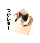 ハチワレ猫のダジャレ地獄（個別スタンプ：19）