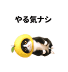 ハチワレ猫のダジャレ地獄（個別スタンプ：21）