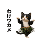 ハチワレ猫のダジャレ地獄（個別スタンプ：23）