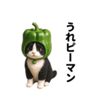 ハチワレ猫のダジャレ地獄（個別スタンプ：28）