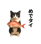 ハチワレ猫のダジャレ地獄（個別スタンプ：30）